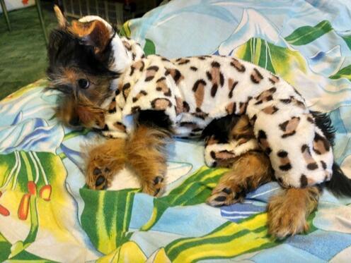Fashion soft comfortable Dog clothes costume