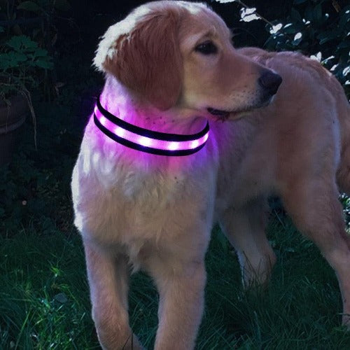 LED Pet Collar Night Safety Flashing Glow In The Dark